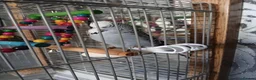 Budgerigars birds for sale: Budgies for sale  in Derby - Advert 4