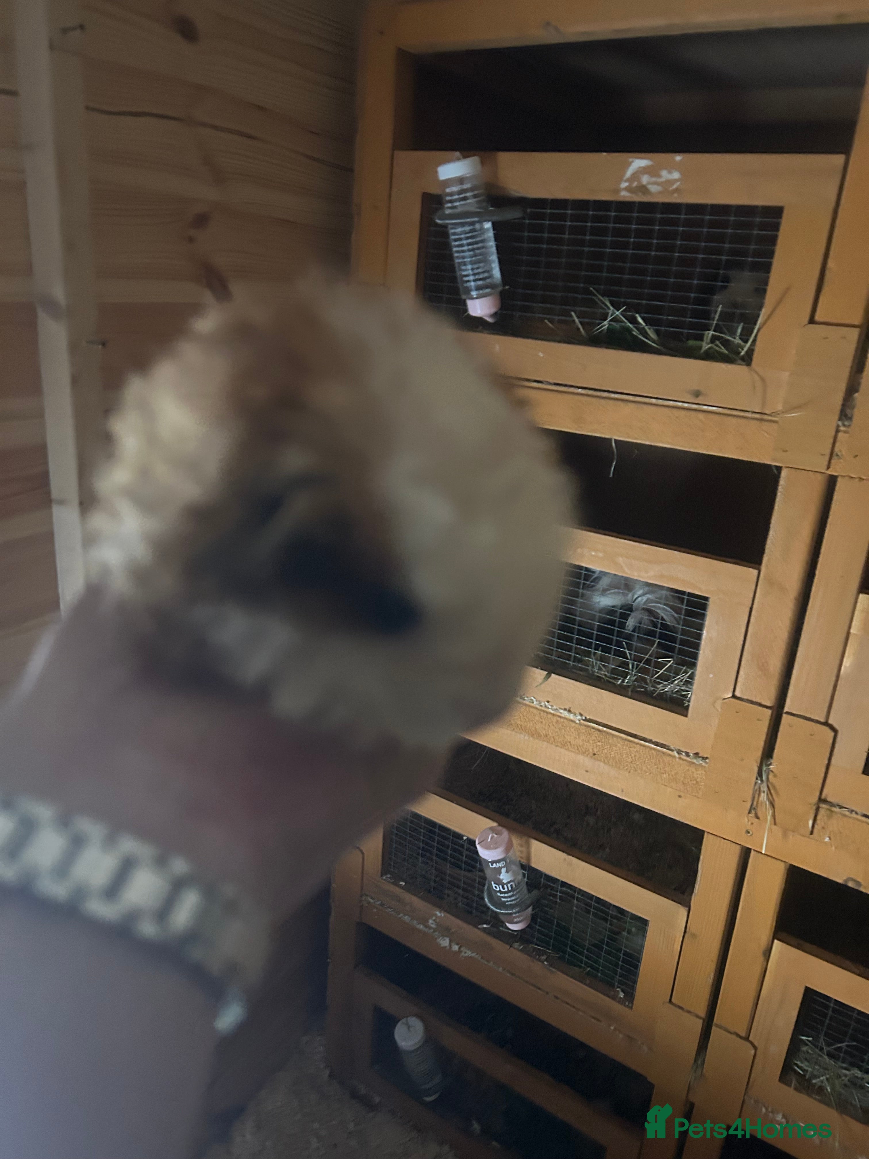 Guinea Pig rodents 2 male guinespigs  - Advert 5