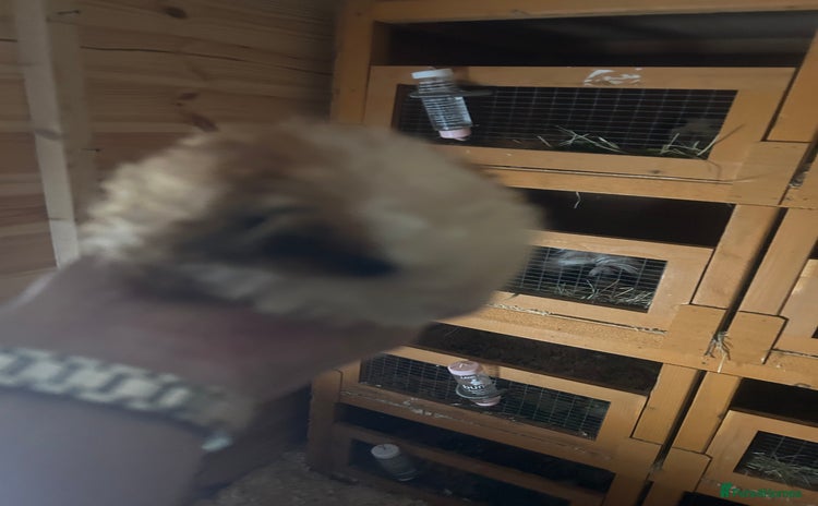 Guinea Pig rodents - Advert 1