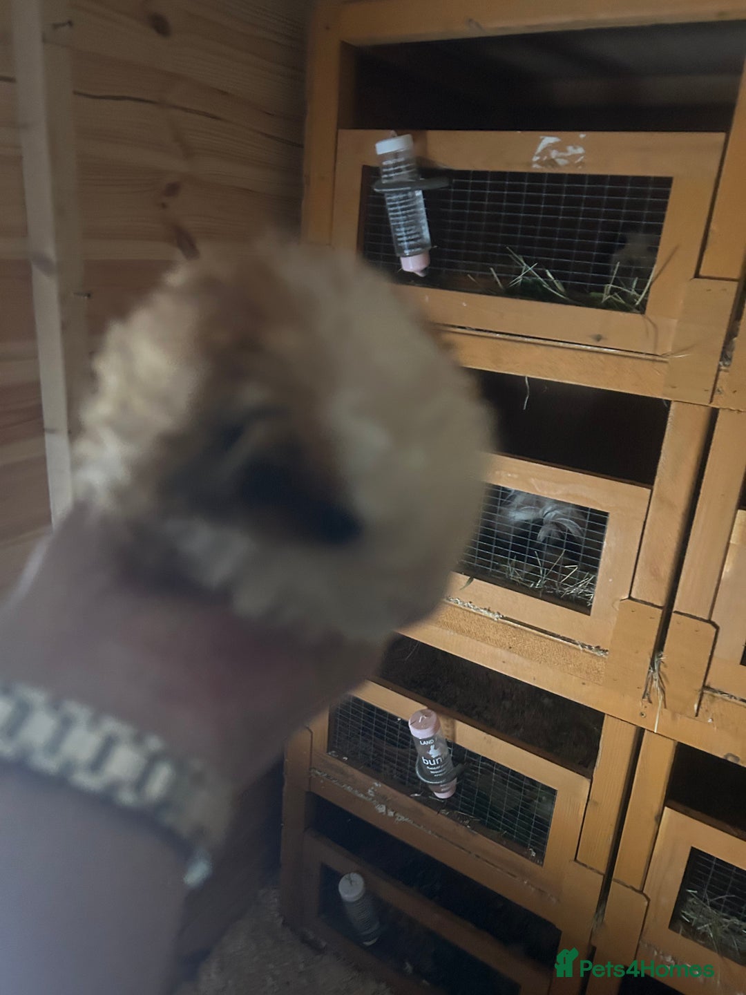 Guinea Pig rodents for sale: 2 male guinespigs  - Image 1