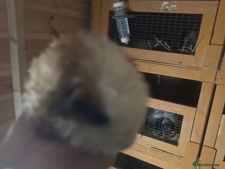 Guinea Pig rodents - Advert 1