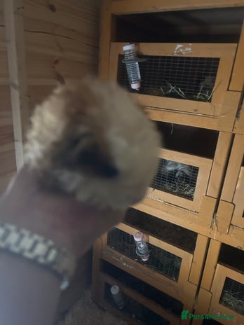 Guinea Pig rodents - Advert 10