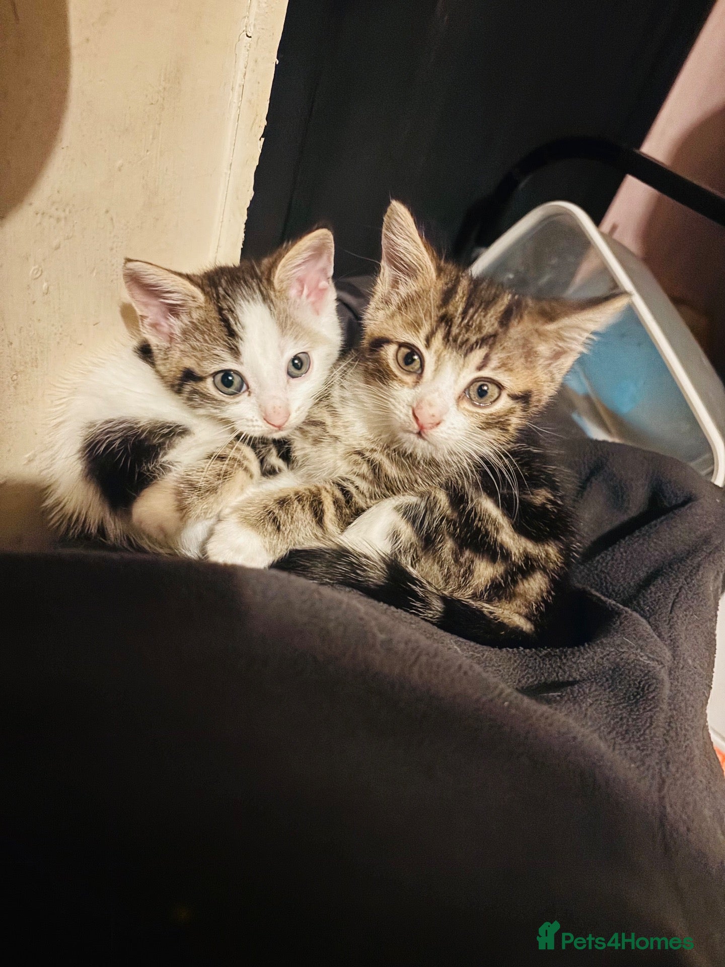 Mixed Breed cats Beautiful mixed breed kittens - Advert 1