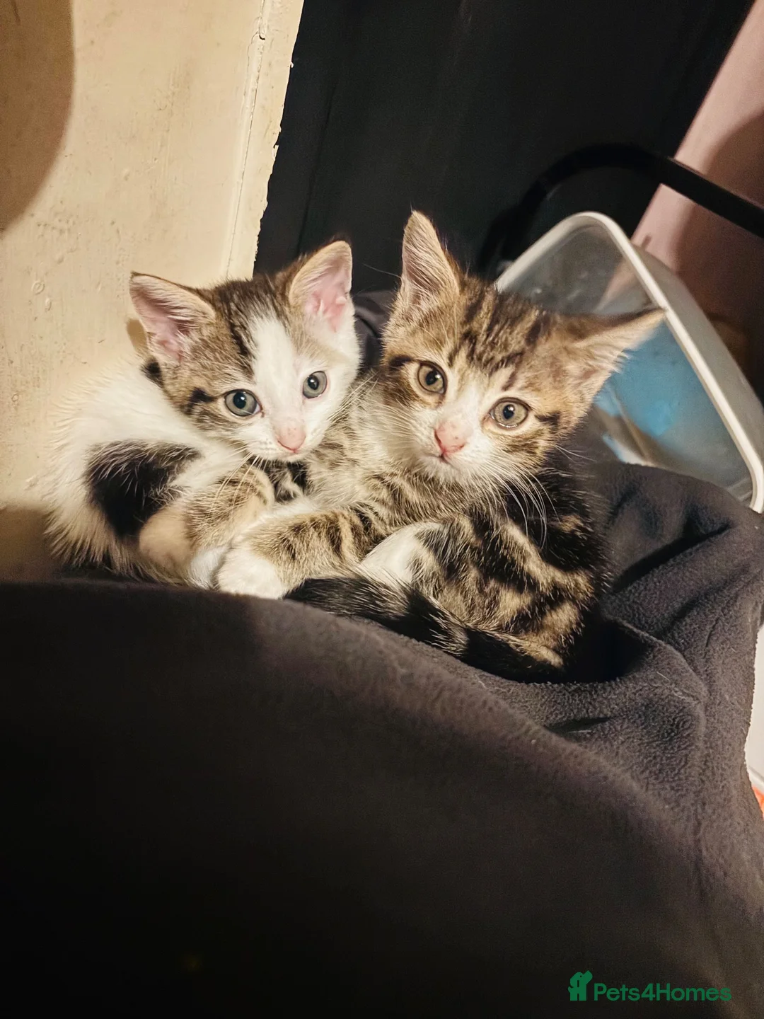 Mixed Breed cats for sale: Beautiful mixed breed kittens - Advert 1