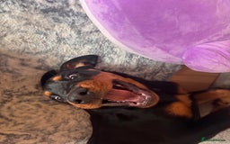 Rottweiler dogs for sale: Male Rottweiler - Image 4