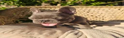 French Bulldog dogs for sale: Adorable French Bulldog Brother & Sister - Advert 12