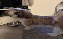 Zuchon dogs for sale: Two beautiful girl Zuchon pups - Image 4