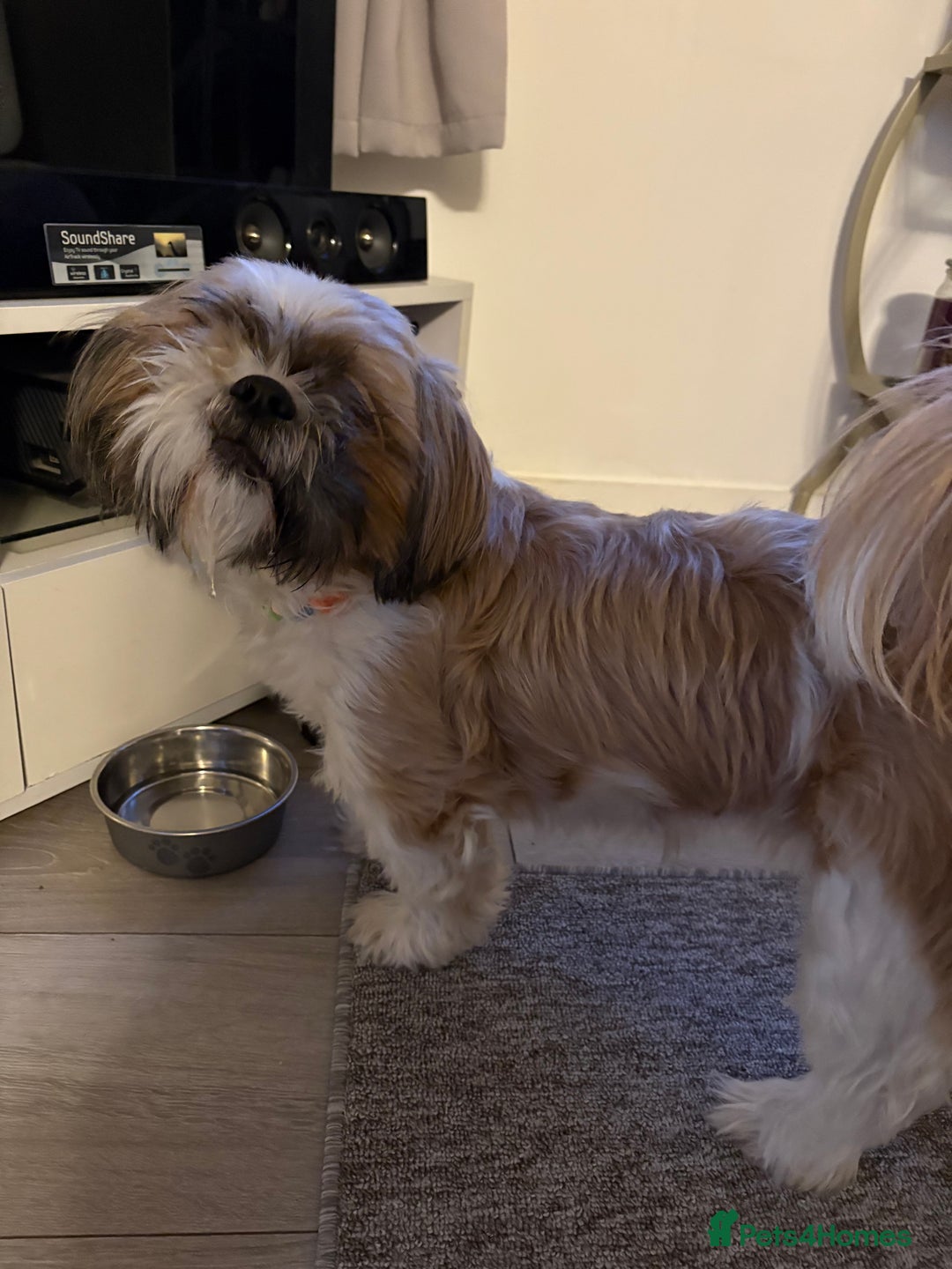Zuchon dogs for sale: Two beautiful girl Zuchon pups - Image 4