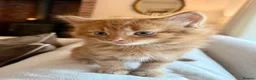 Mixed Breed cats for sale: Beautiful Ginger Kittens  - Advert 6