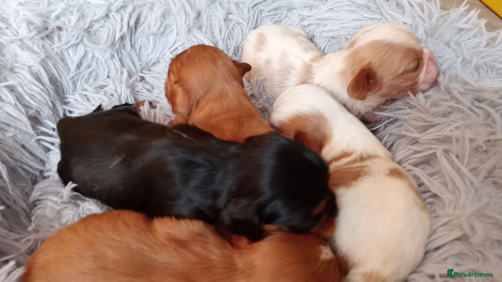Cavalier King Charles Spaniel dogs KC health tested Cavalier king Charles spaniel,s - Advert 1