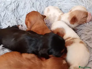 Cavalier King Charles Spaniel dogs KC health tested Cavalier king Charles spaniel,s - Advert 1