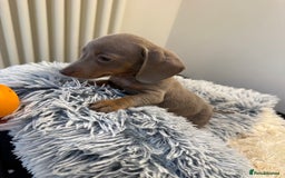 Miniature Dachshund dogs for sale: Beautiful smoothed haired miniature Dachshunds - Advert 14