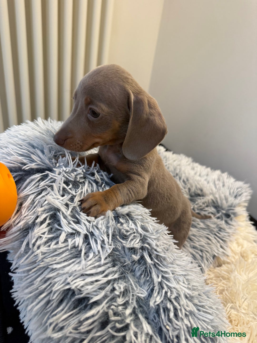 Miniature Dachshund dogs for sale: Beautiful smoothed haired miniature Dachshunds - Advert 14