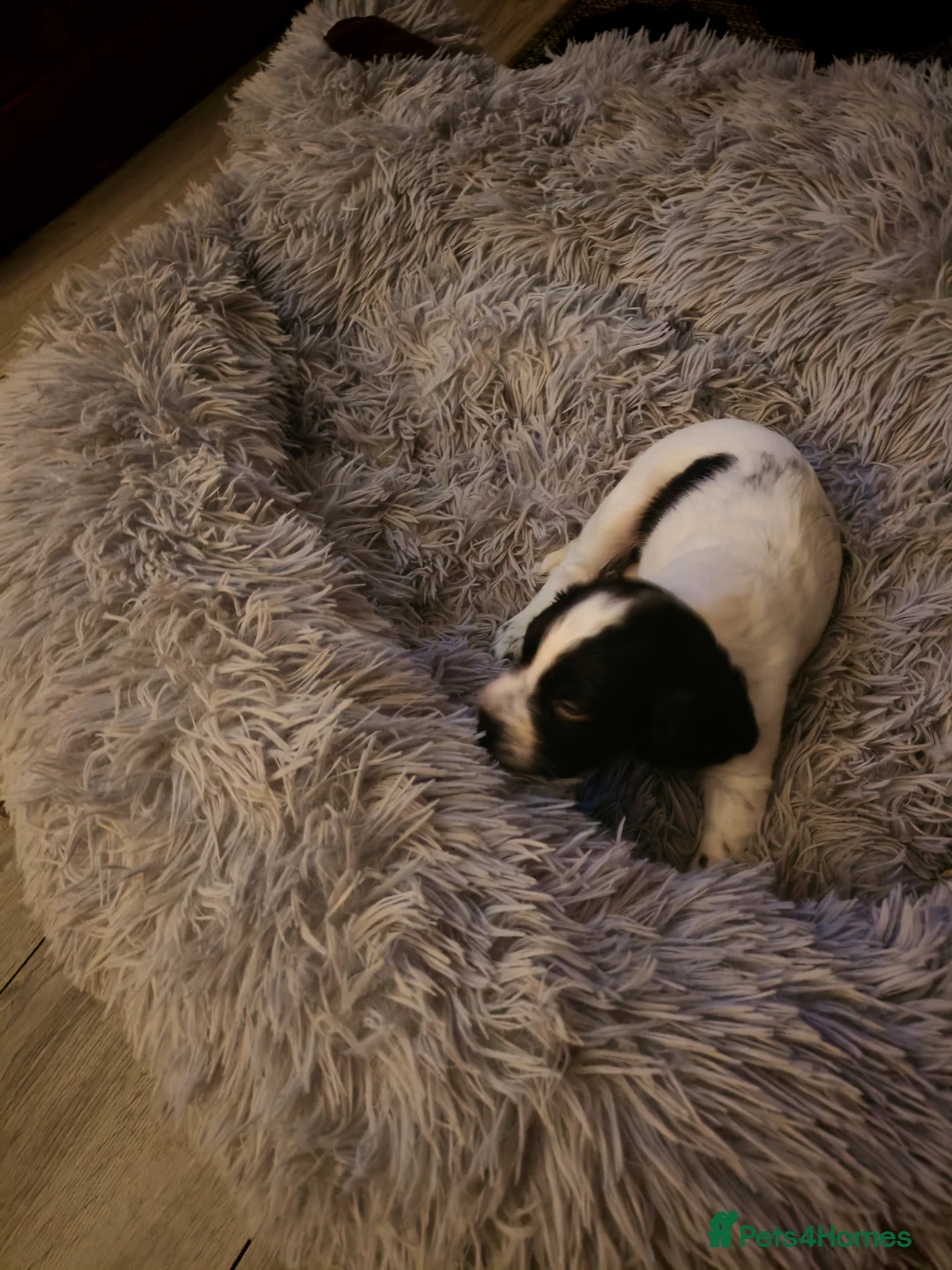 Cocker Spaniel dogs for sale: Cocker spaniel puppies  in Middlesbrough - Advert 3