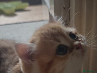 British Shorthair cats Stunning pedigree BSH Golden black Chinchilla - Advert 1