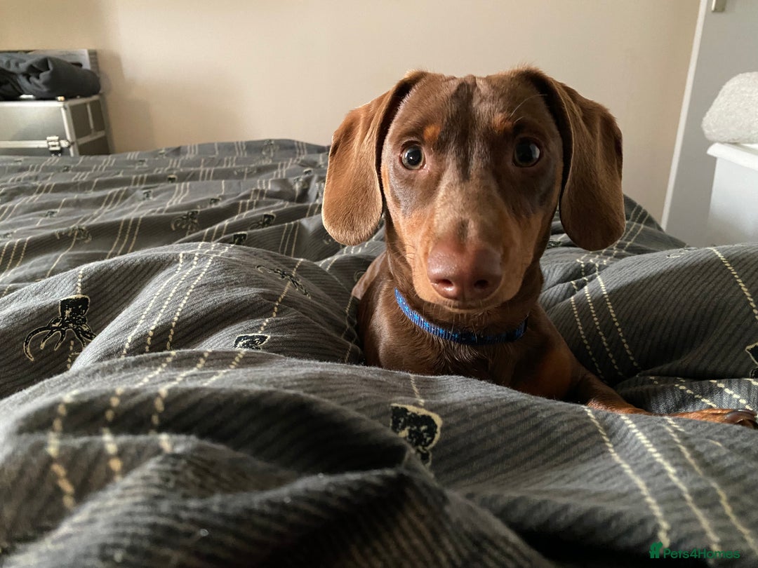 Miniature Dachshund dogs for sale: Mini dachshunds for rehoming - Image 2