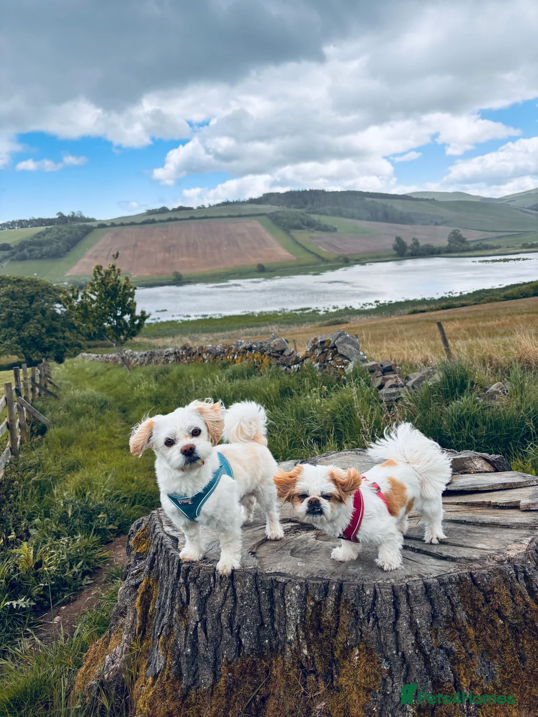 Gallery Image {{count}}