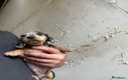 Dachshund dogs for sale: Miniature dachshund - Image 7