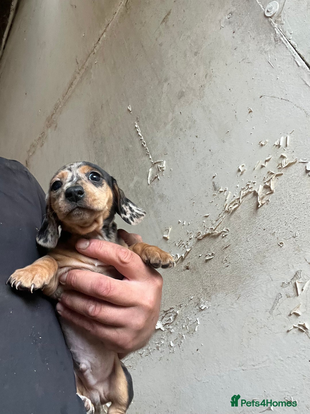 Dachshund dogs for sale: Miniature dachshund - Image 7