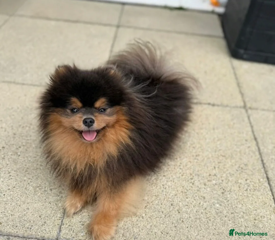 Mixed Breed dogs for sale: TINY yorkie x minature pom puppies - Advert 6