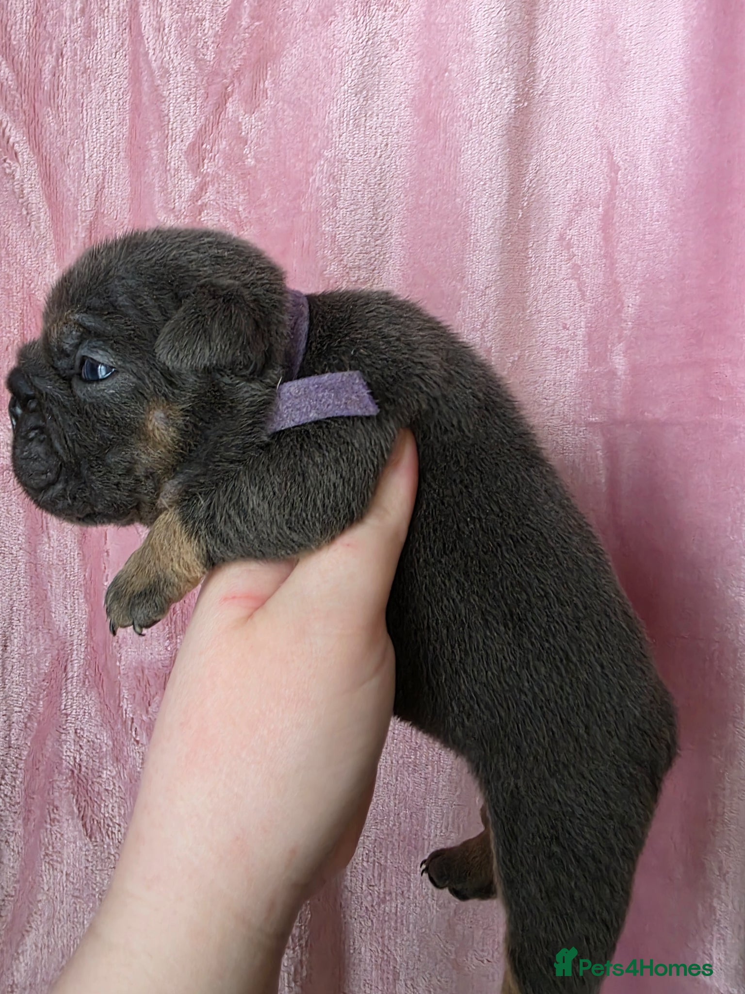 English Bulldog dogs british bulldog pups - Advert 9