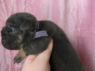 English Bulldog dogs british bulldog pups - Advert 9