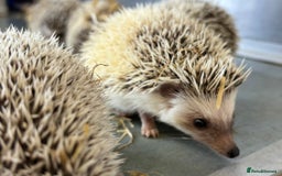 Pygmy Hedgehog rodents for sale: Baby African Pygmy hedgehogs  - Advert 2
