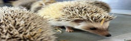 Pygmy Hedgehog rodents for sale: Baby African Pygmy hedgehogs  - Advert 2