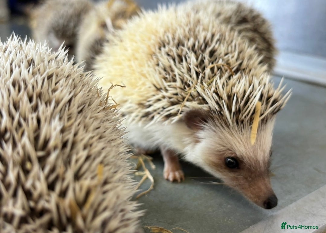 Pygmy Hedgehog rodents for sale: Baby African Pygmy hedgehogs  - Advert 2