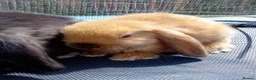 Mini Lop rabbits for sale: Pure mini lop Bunny ready from 12/06 - Advert 13