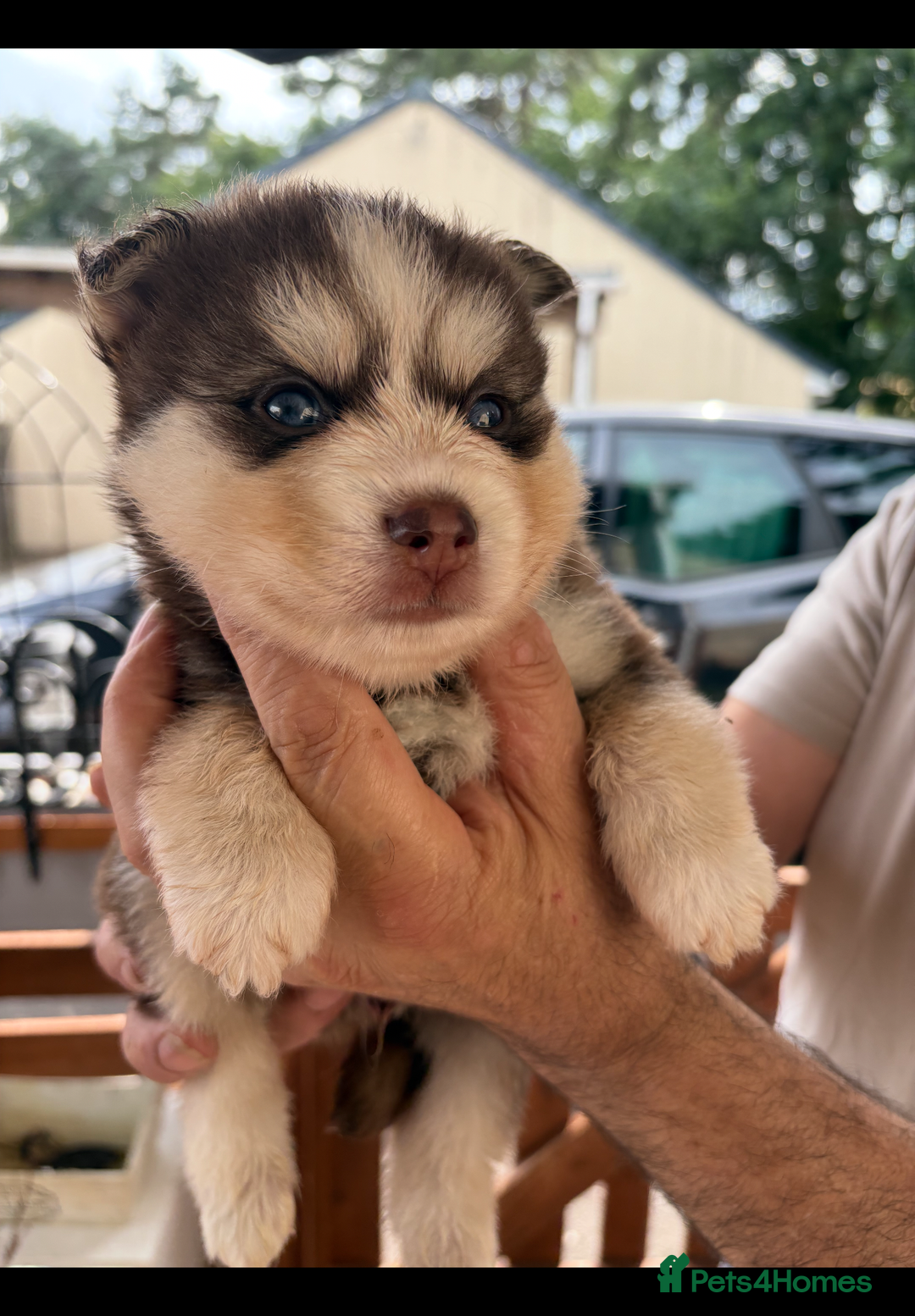 Pomsky dogs for sale: Champion bloodline f4 pomskys - Image 9