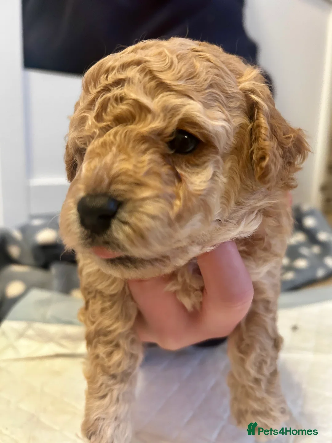 Cavapoochon dogs for sale: Three Cavapoochon Boys left - Advert 9