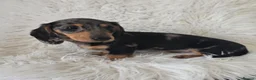 Miniature Dachshund dogs for sale: KC Silver dapple & cream boy. ready now  - Advert 7