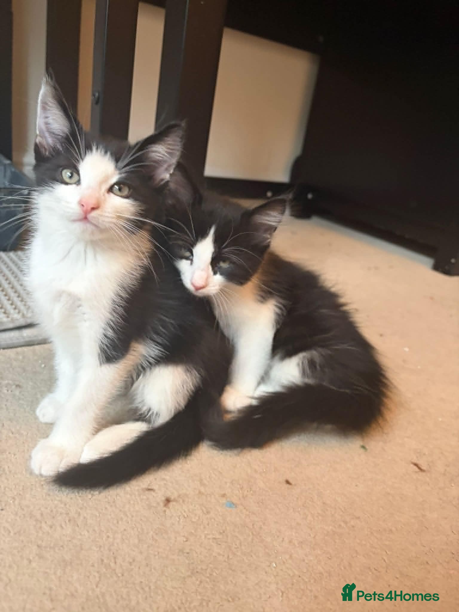 Domestic Shorthair cats Gorgeous Fluffy Black & White Kittens - READY NOW! - Advert 14