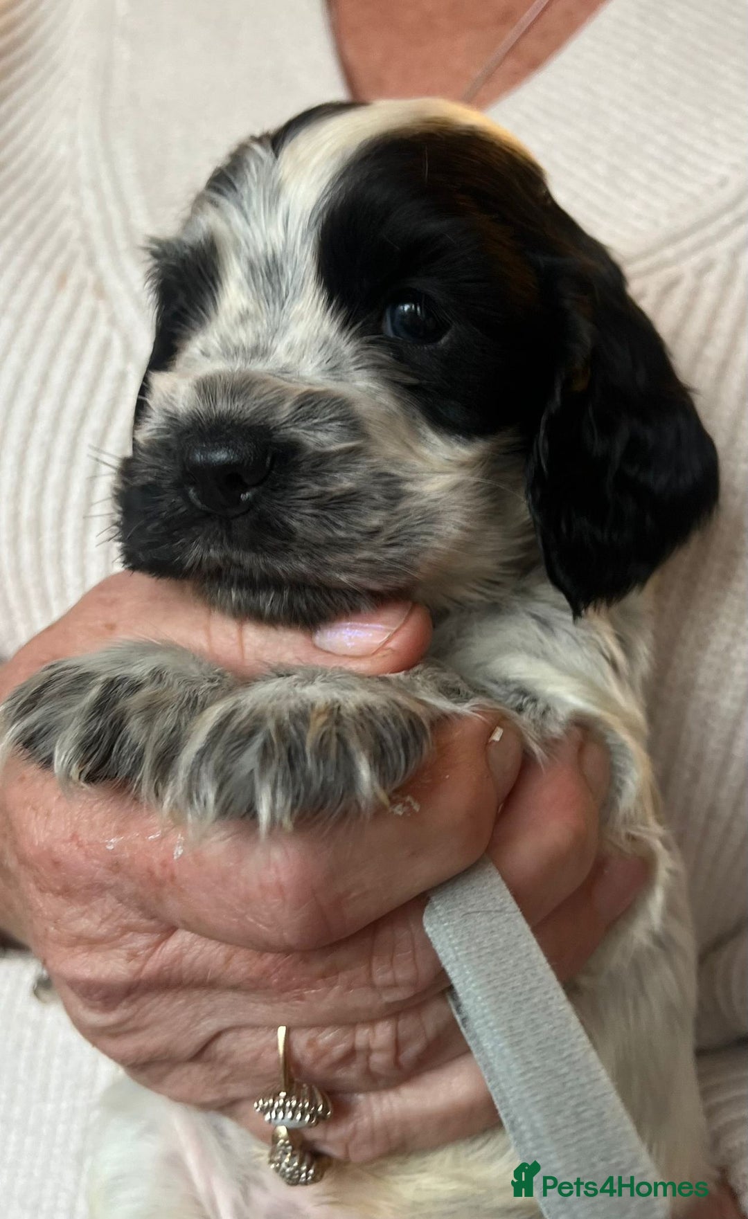 Cocker Spaniel dogs for sale: Show type Cocker Spaniel Pups for sale - Image 6
