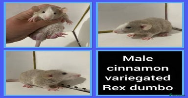Rat rodents - Advert 6