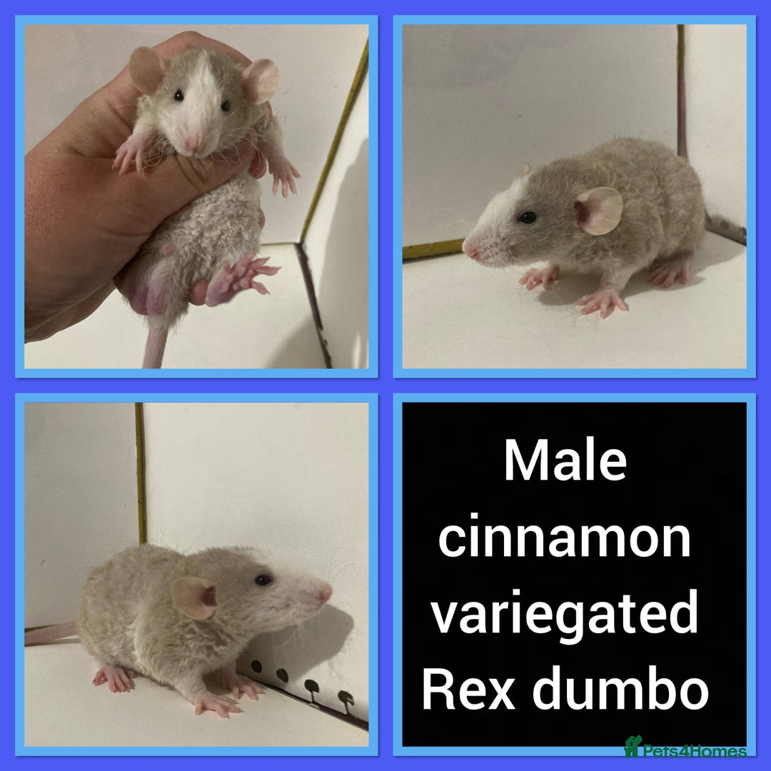 Rat rodents for sale: Adorable Dumbo Baby Rats ❤️ - Image 2