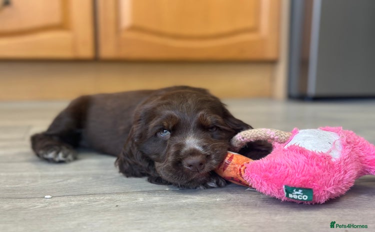 Cocker Spaniel dogs - Advert 2