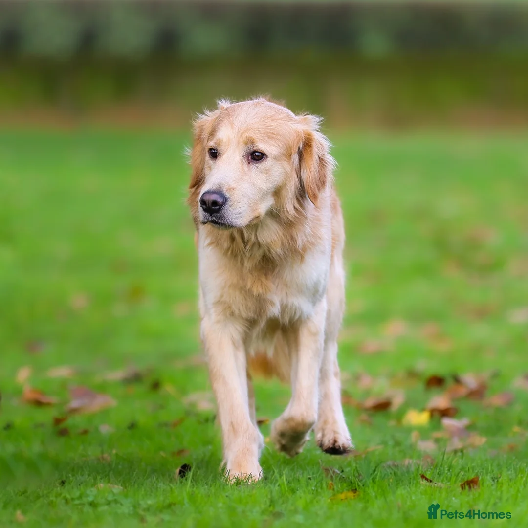 Golden Retriever dogs for sale: Foxy Fox - Advert 2