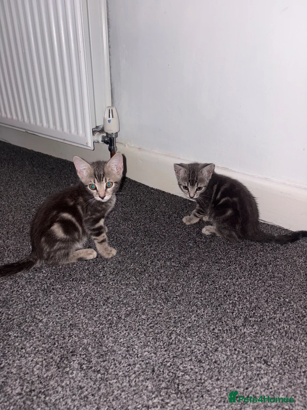 Domestic Shorthair cats for sale: 3 tabby kittens in Darlington - Advert 3