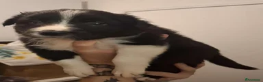 Border Collie 4