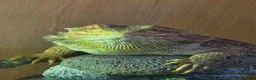 Bearded Dragon reptiles for sale: 2x Male Bearded Dragon's + Vivarium - Advert 2