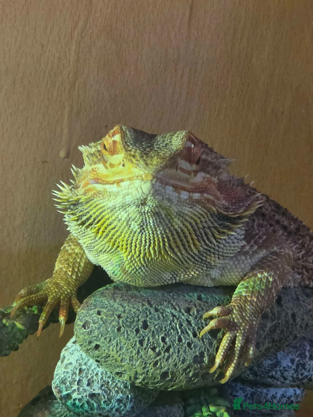Bearded Dragon reptiles for sale: 2x Male Bearded Dragon's + Vivarium - Advert 2