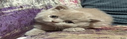 British Shorthair cats for sale: Gorgeous British Shorthair Kittens - Advert 6
