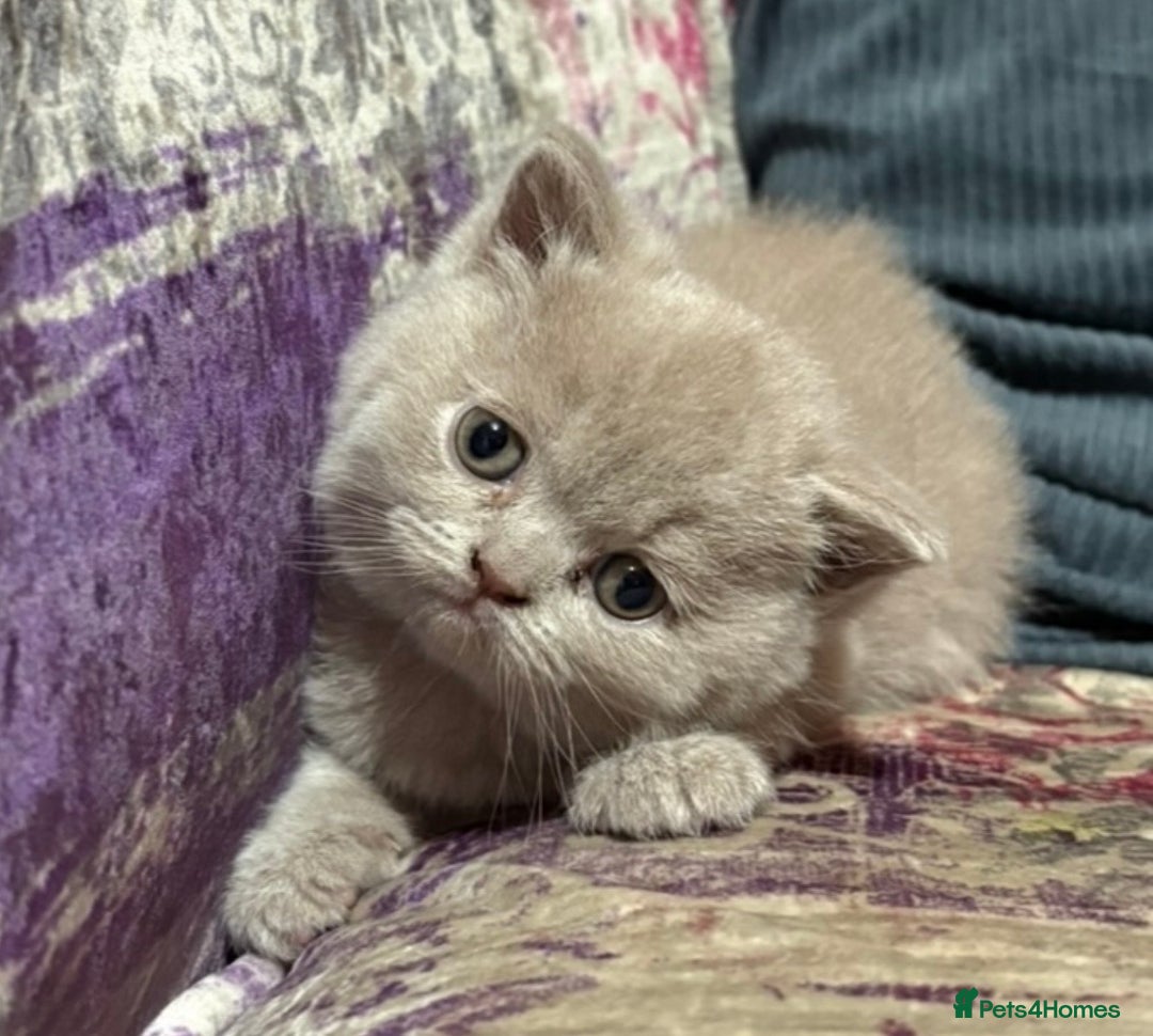 British Shorthair cats for sale: Gorgeous British Shorthair Kittens - Advert 6