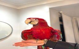 Budgerigars birds for sale: PLAYFUL BABY GREENWING MACAW - Image 1