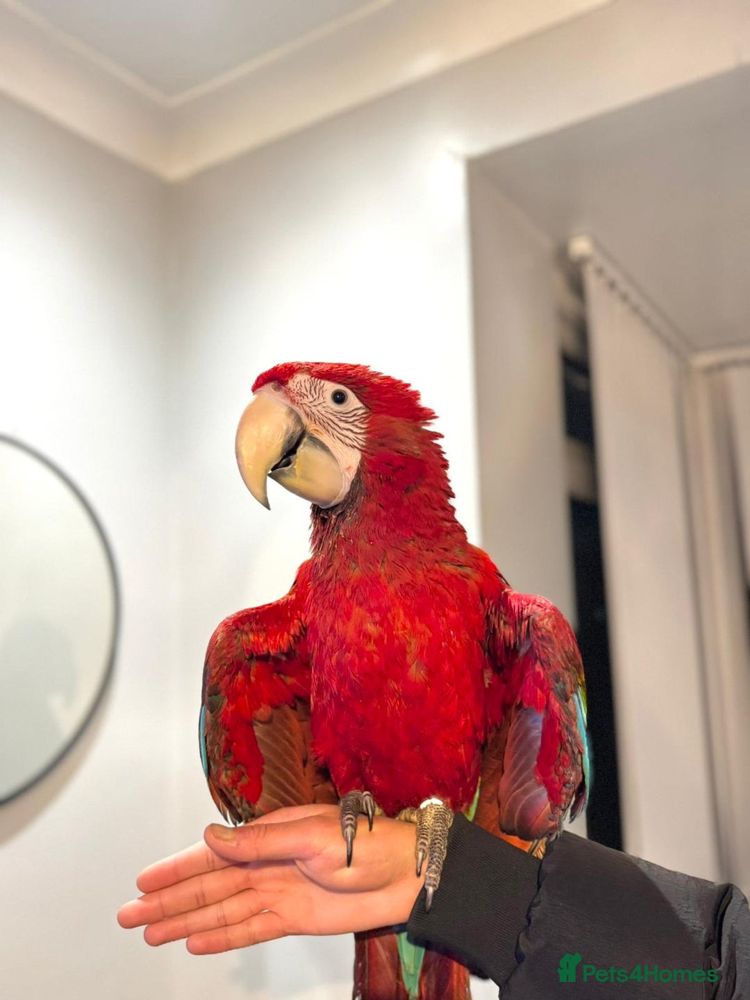 Budgerigars birds for sale: PLAYFUL BABY GREENWING MACAW - Image 1
