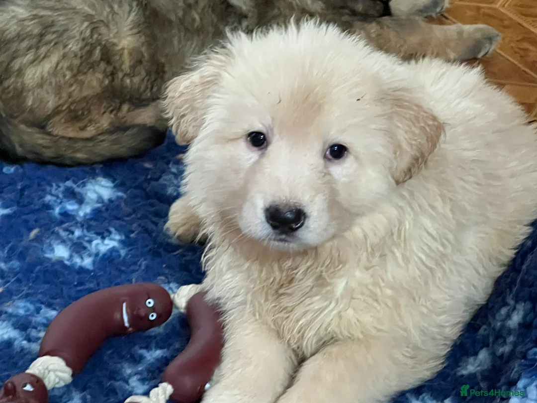 German Shepherd dogs for sale: Beautiful long haired straight back GSD babies  - Advert 10