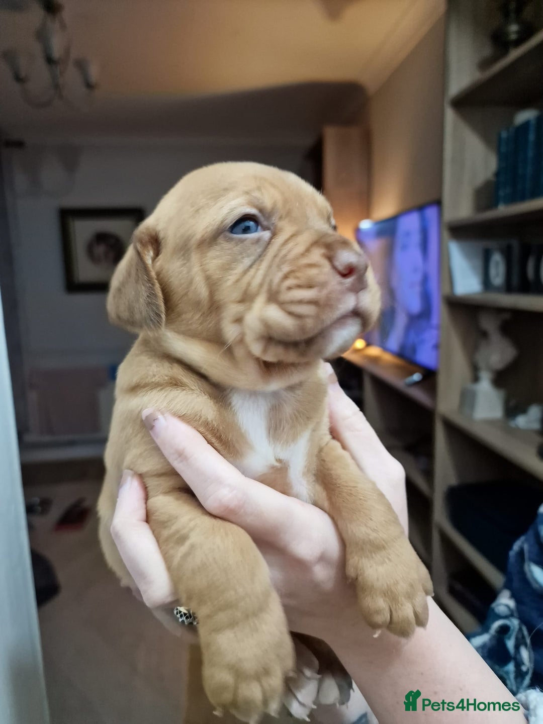 Mixed Breed dogs for sale: Bullmastiff × Sprocker Spaniel Puppies 9 Pups - Advert 8