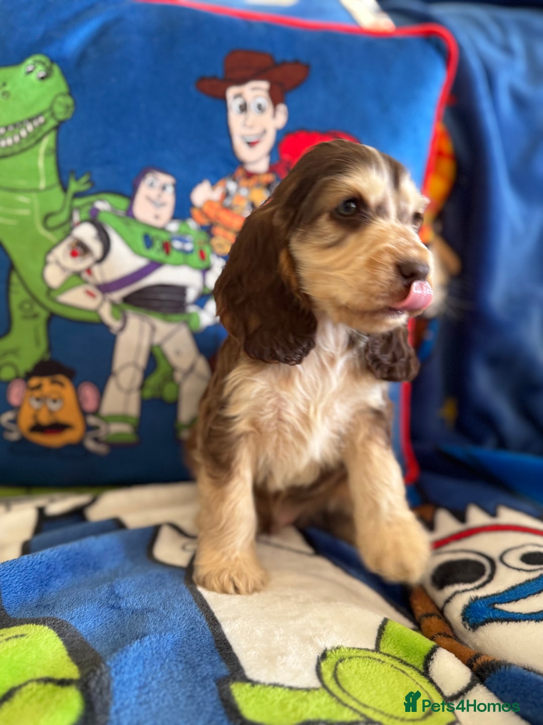 Cocker Spaniel dogs for sale: Last 2 boys fully vaccinated health checked  - Image 22